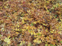 drzewokrzew_1189
