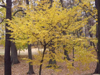 drzewokrzew_1190