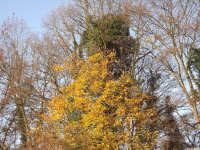 drzewokrzew_1193