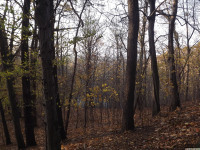 drzewokrzew_1194