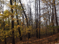 drzewokrzew_1195