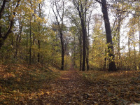 drzewokrzew_1196