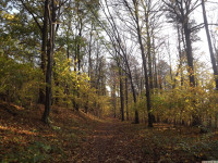 drzewokrzew_1197