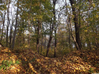drzewokrzew_1198