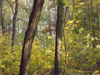drzewokrzew_1199
