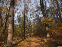 drzewokrzew_1201