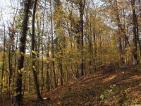 drzewokrzew_1202