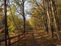 drzewokrzew_1203