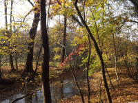 drzewokrzew_1204