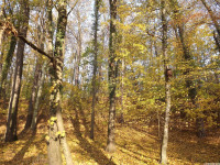 drzewokrzew_1206