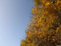 drzewokrzew_1207
