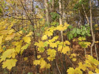 drzewokrzew_1208