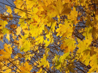 drzewokrzew_1210