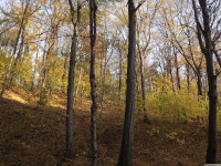drzewokrzew_1212