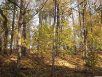 drzewokrzew_1213