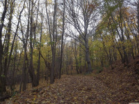 drzewokrzew_1214