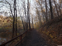 drzewokrzew_1215
