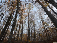 drzewokrzew_1216