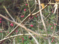 drzewokrzew_1217