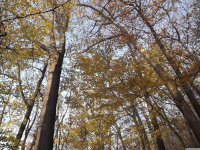 drzewokrzew_1218