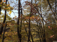drzewokrzew_1219