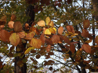 drzewokrzew_1220