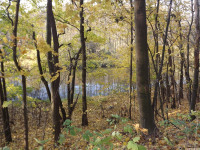 drzewokrzew_1221
