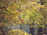 drzewokrzew_1223