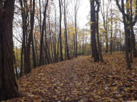 drzewokrzew_1224