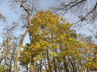 drzewokrzew_1235