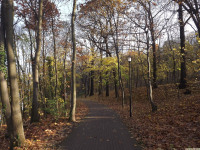 drzewokrzew_1238