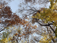 drzewokrzew_1239