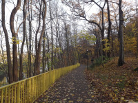 drzewokrzew_1240