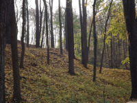 drzewokrzew_1242