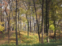 drzewokrzew_1243