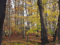 drzewokrzew_1244