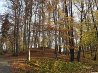 drzewokrzew_1245