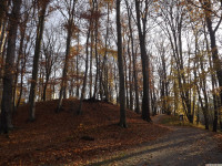 drzewokrzew_1246