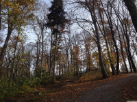 drzewokrzew_1247