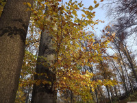 drzewokrzew_1248