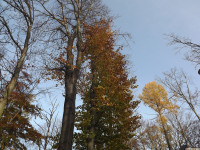 drzewokrzew_1249