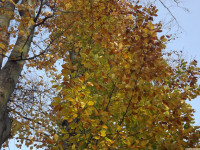 drzewokrzew_1251