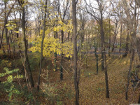 drzewokrzew_1252
