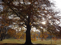 drzewokrzew_1253