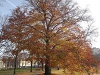 drzewokrzew_1254