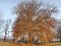 drzewokrzew_1255