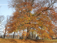 drzewokrzew_1256