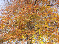 drzewokrzew_1258
