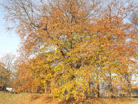 drzewokrzew_1259
