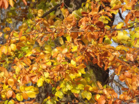 drzewokrzew_1261